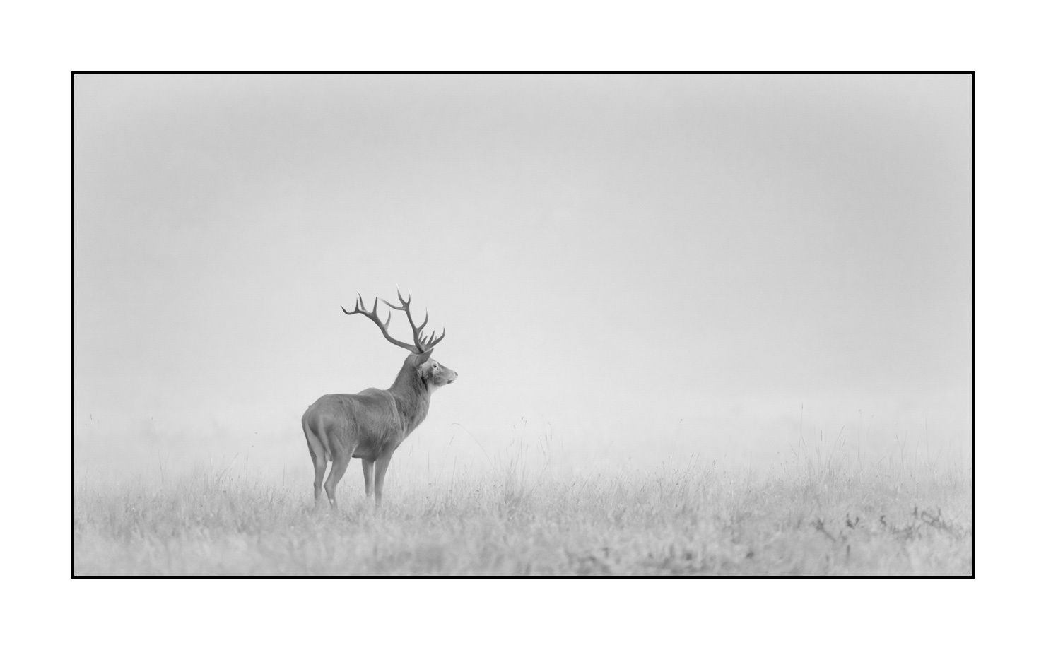 nuances-de-noirs-et-de-blancs/009-cerfs-dans-la-brume/edition-limitee/fr/09-cerf-dans-la-brume-200928CHABRA0008B