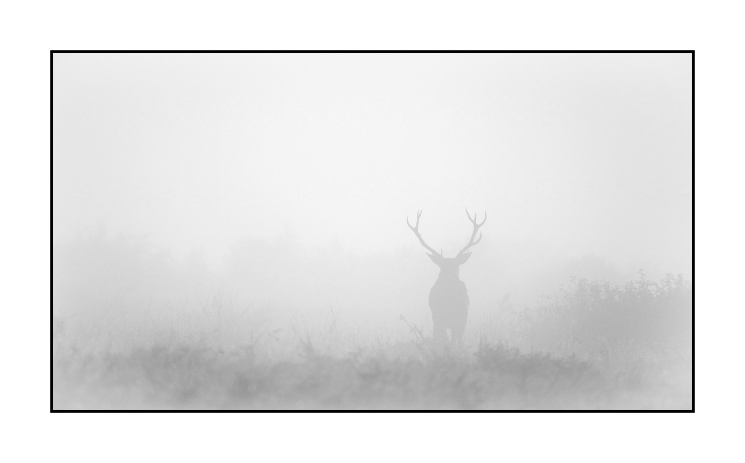 nuances-de-noirs-et-de-blancs/009-cerfs-dans-la-brume/edition-limitee/fr/10-cerf-dans-la-brume-200928CHABRA0016B
