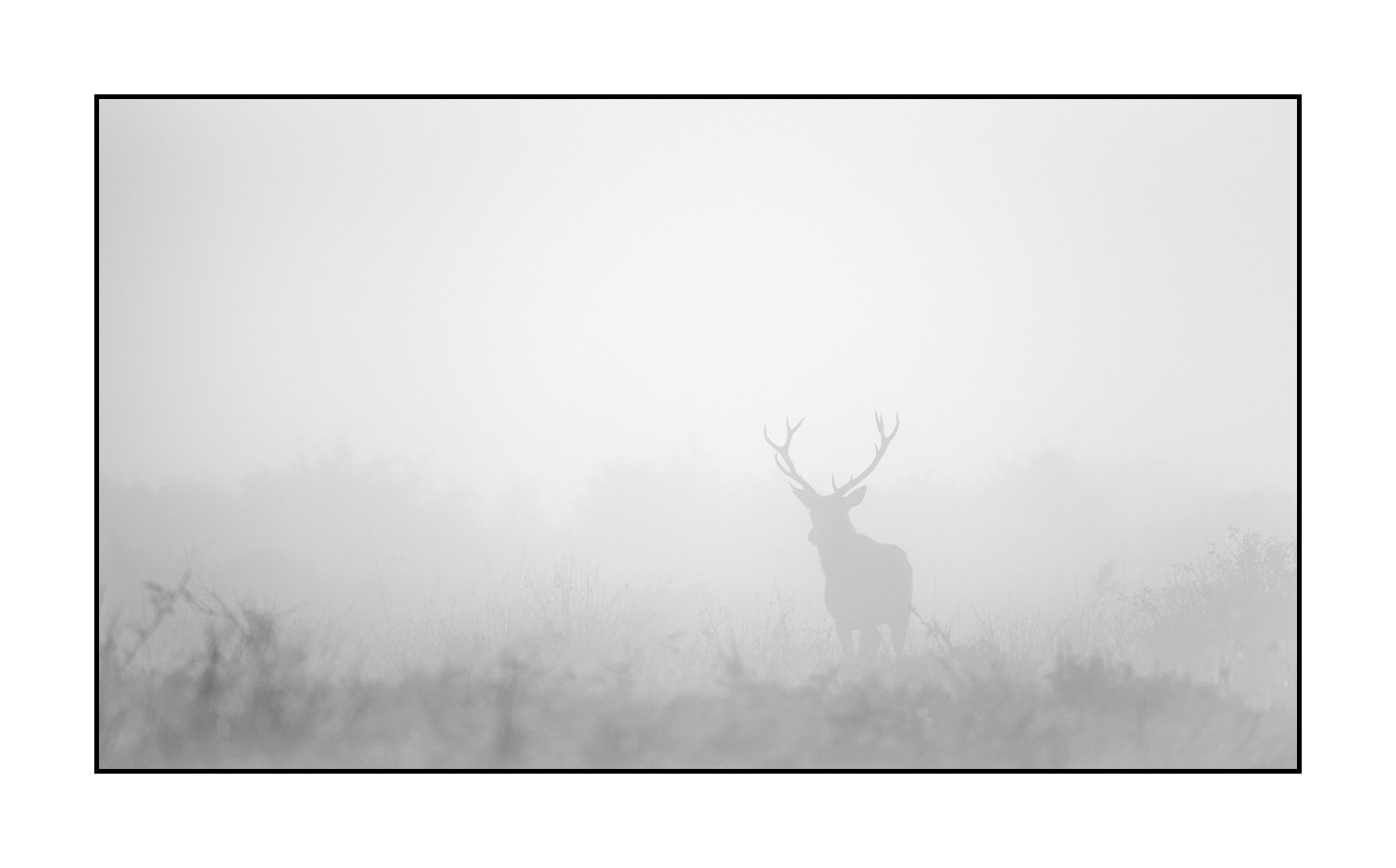 nuances-de-noirs-et-de-blancs/009-cerfs-dans-la-brume/edition-limitee/fr/12-cerf-dans-la-brume-200928CHABRA0019B