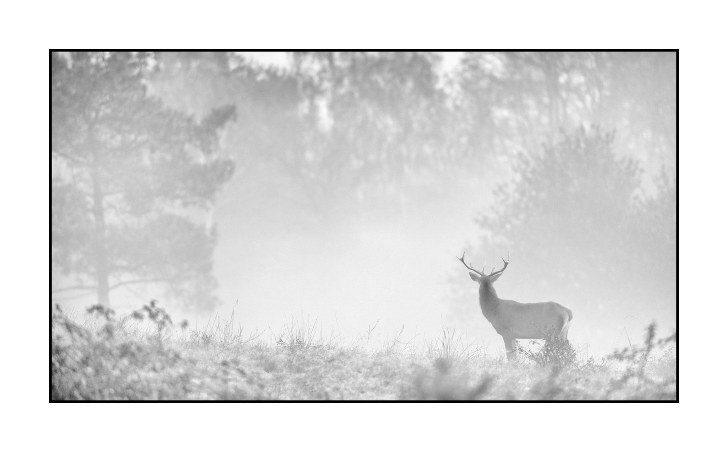 nuances-de-noirs-et-de-blancs/009-cerfs-dans-la-brume/edition-limitee/fr/18-cerf-dans-la-brume-200928CHABRA1101B