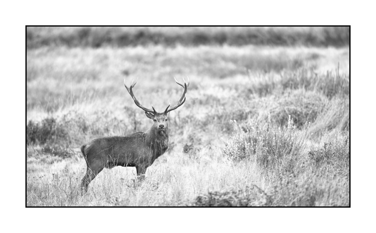 nuances-de-noirs-et-de-blancs/009-cerfs-dans-la-brume/edition-ouverte/en/open-edition-2004-169B