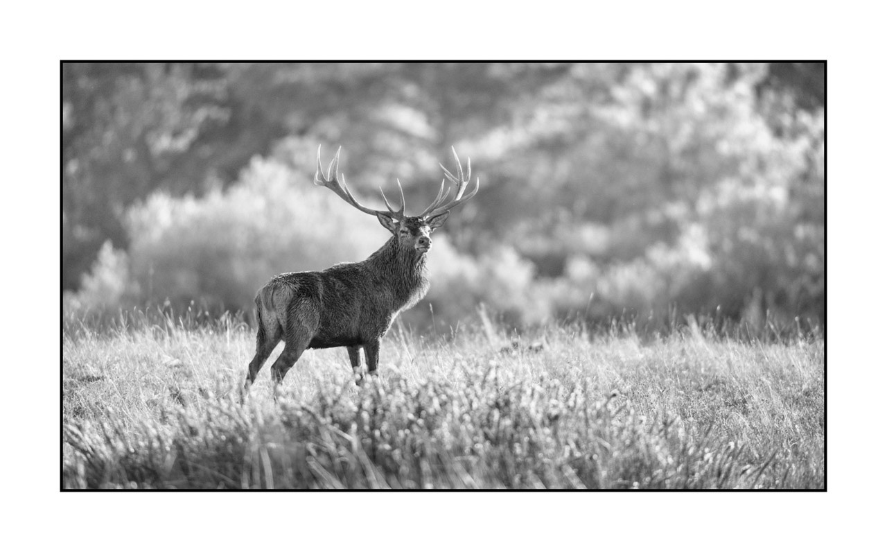 nuances-de-noirs-et-de-blancs/009-cerfs-dans-la-brume/edition-ouverte/fr/edition-ouverte-1996-169B