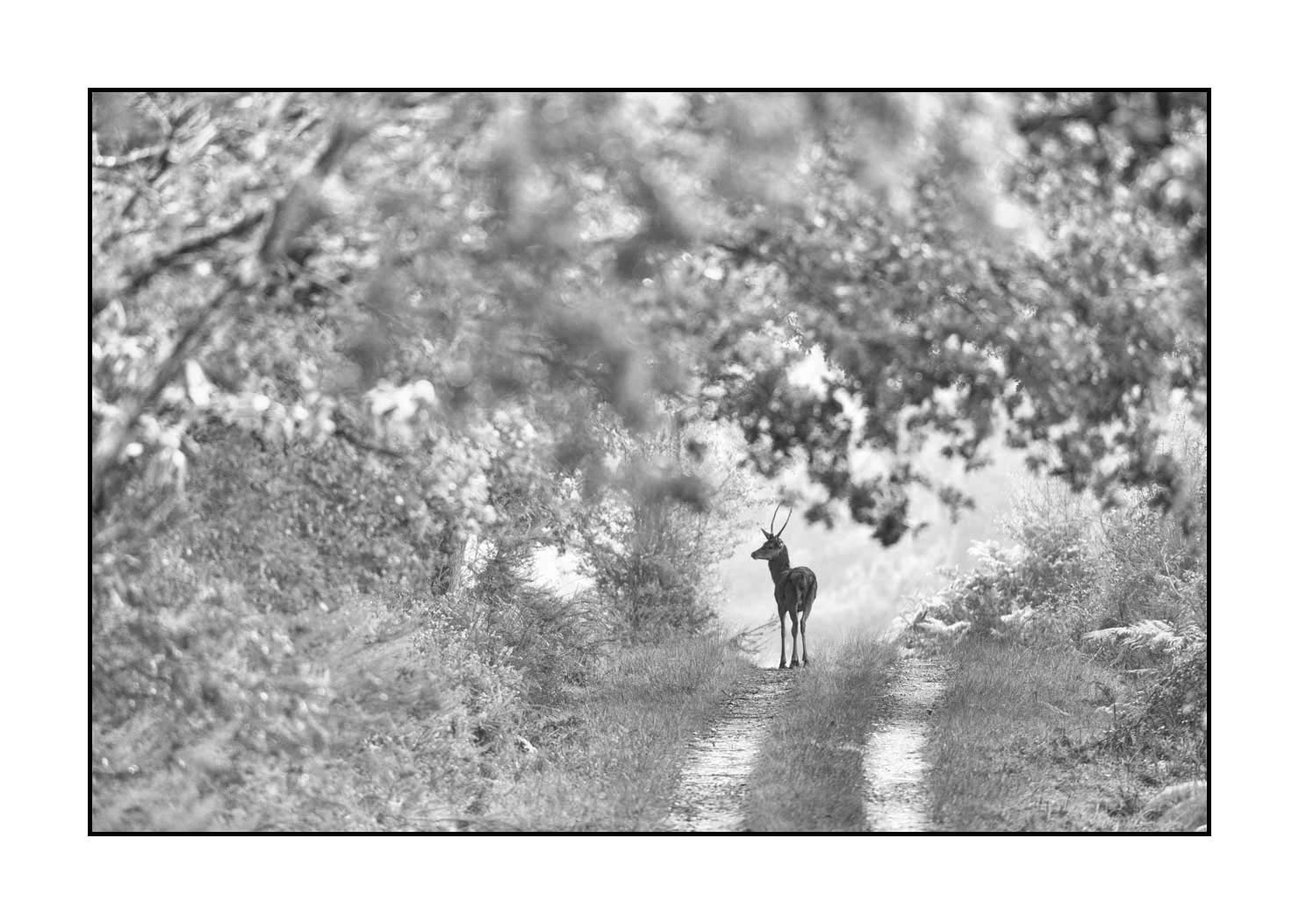 nuances-de-noirs-et-de-blancs/009-cerfs-dans-la-brume/edition-ouverte/fr/edition-ouverte-1998-32B