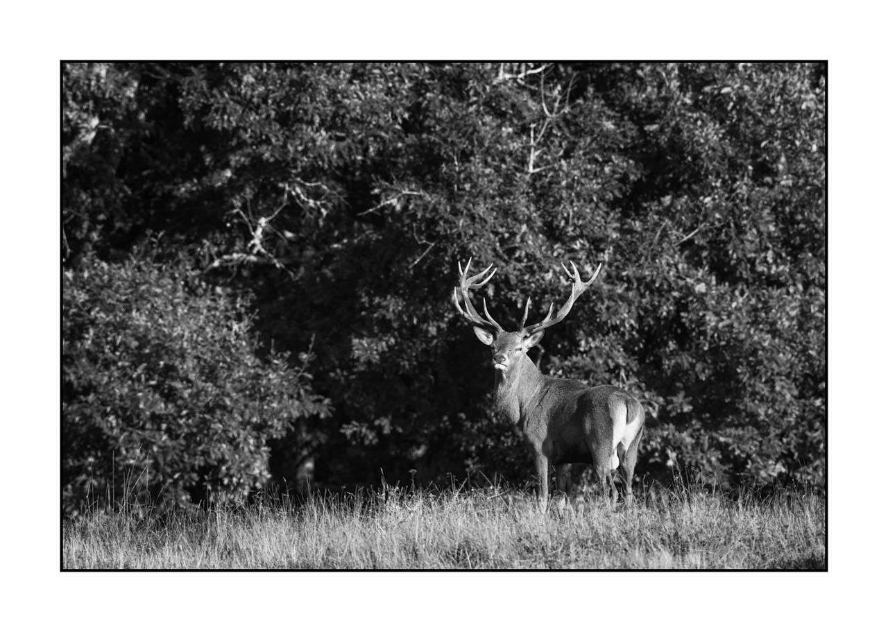 nuances-de-noirs-et-de-blancs/009-cerfs-dans-la-brume/edition-ouverte/fr/edition-ouverte-1999-32B