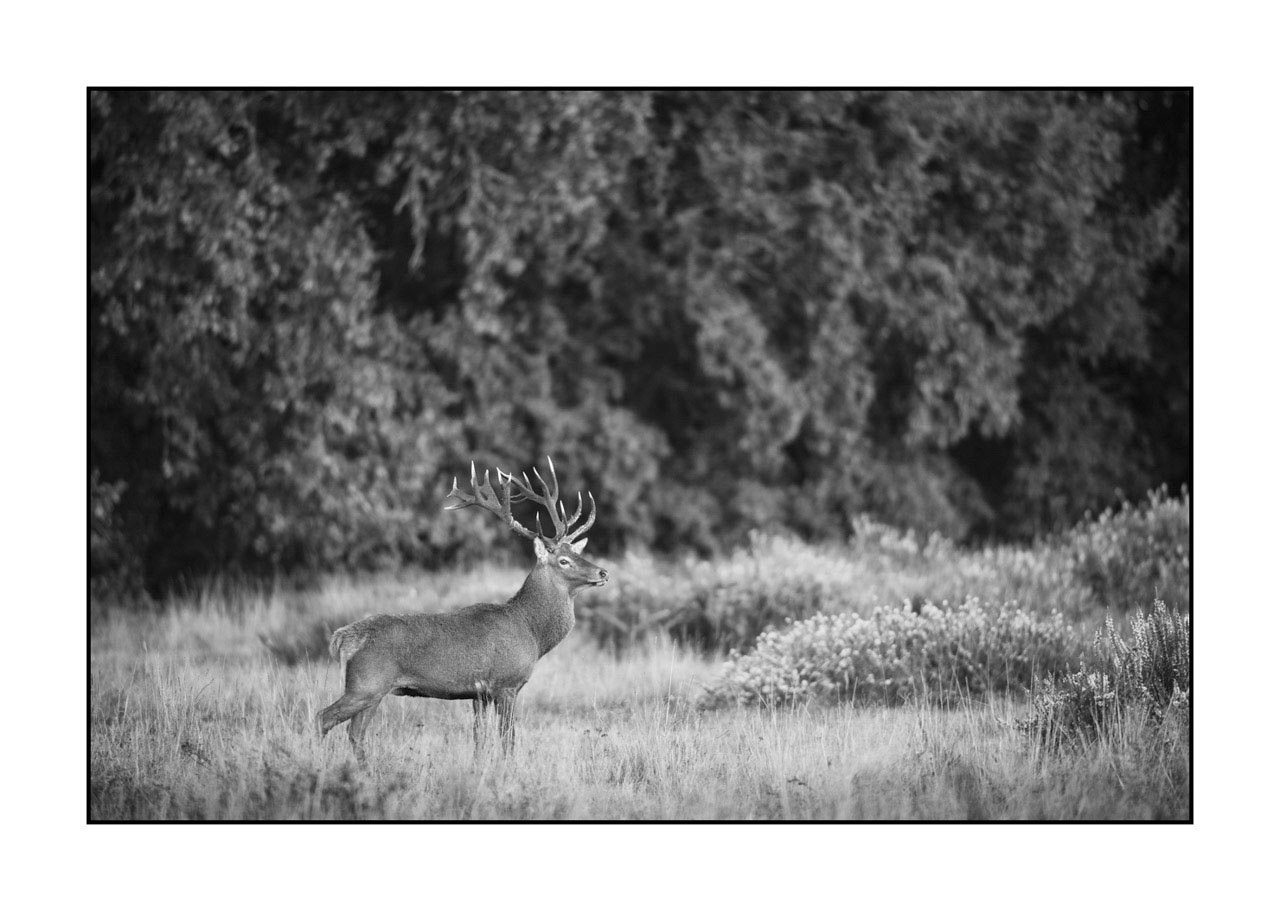 nuances-de-noirs-et-de-blancs/009-cerfs-dans-la-brume/edition-ouverte/fr/edition-ouverte-2000-32B