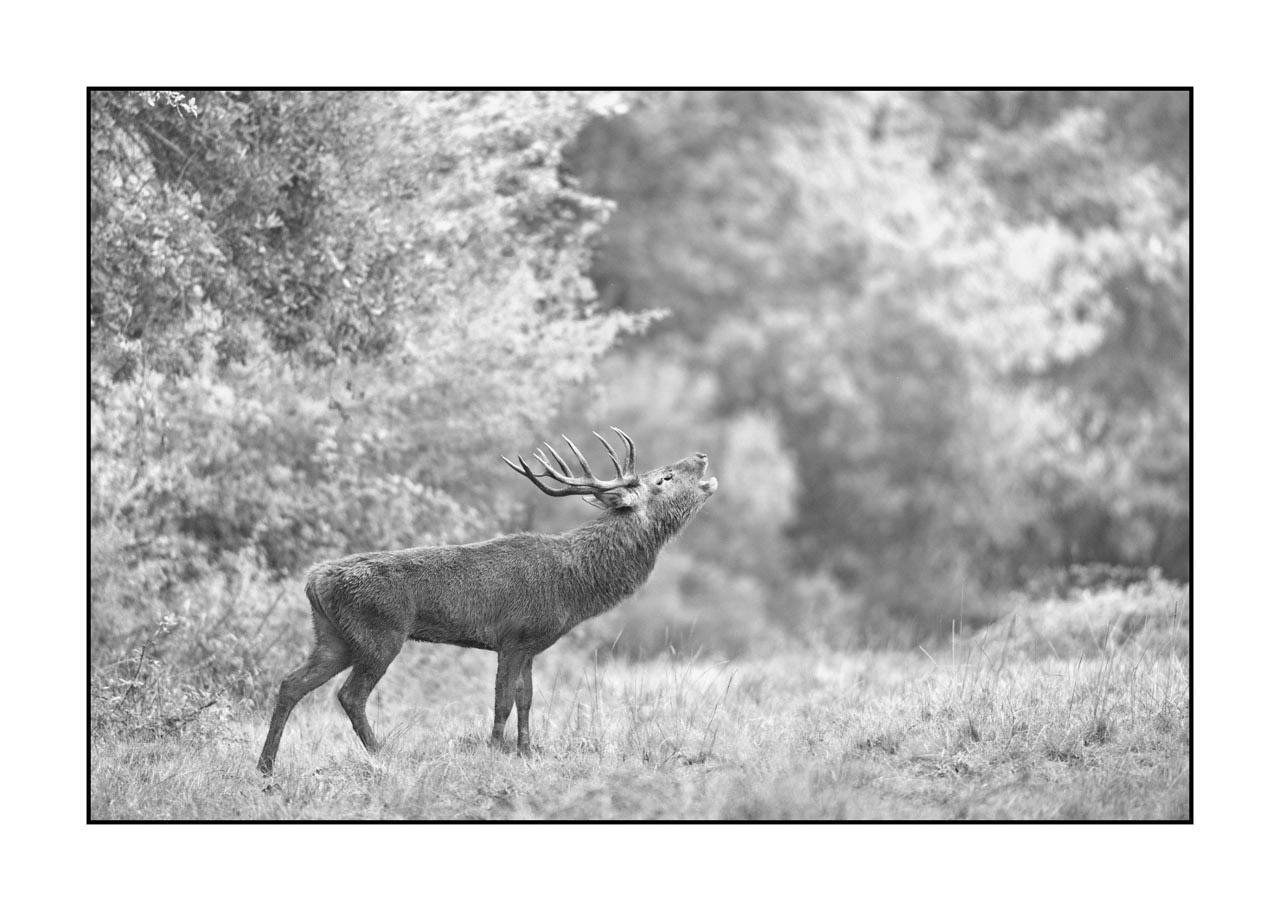 nuances-de-noirs-et-de-blancs/009-cerfs-dans-la-brume/edition-ouverte/fr/edition-ouverte-2001-32B