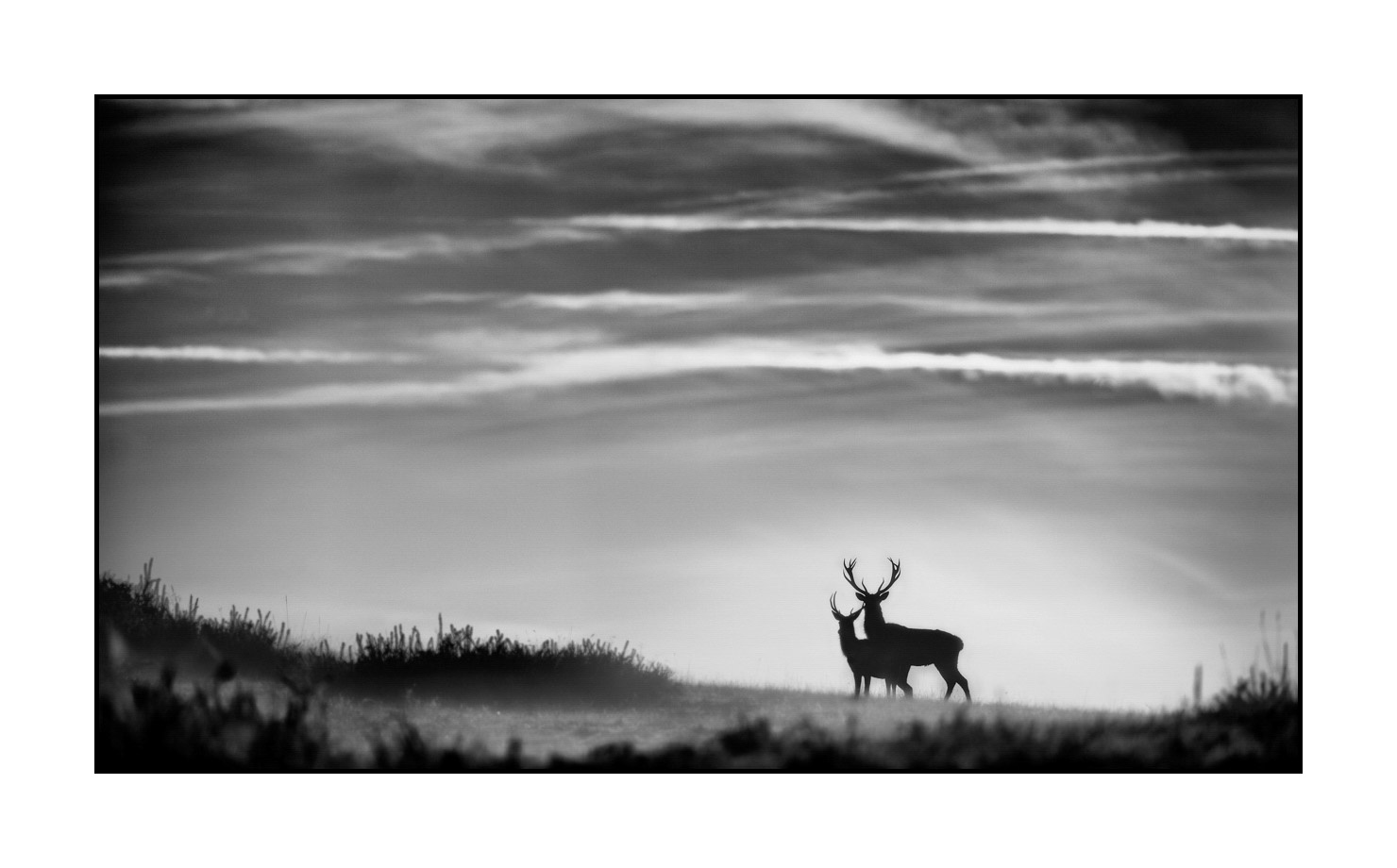 nuances-de-noirs-et-de-blancs/010-silhouettes-de-cerfs/en/01-silhouettes-of-deer-in-black-and-white-160923CHMBRA0848B