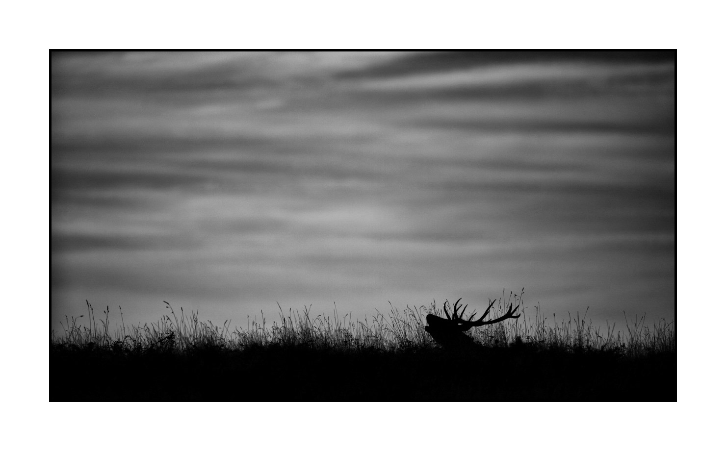 nuances-de-noirs-et-de-blancs/010-silhouettes-de-cerfs/en/05-silhouettes-of-deer-in-black-and-white-160923CHMBRA0937B