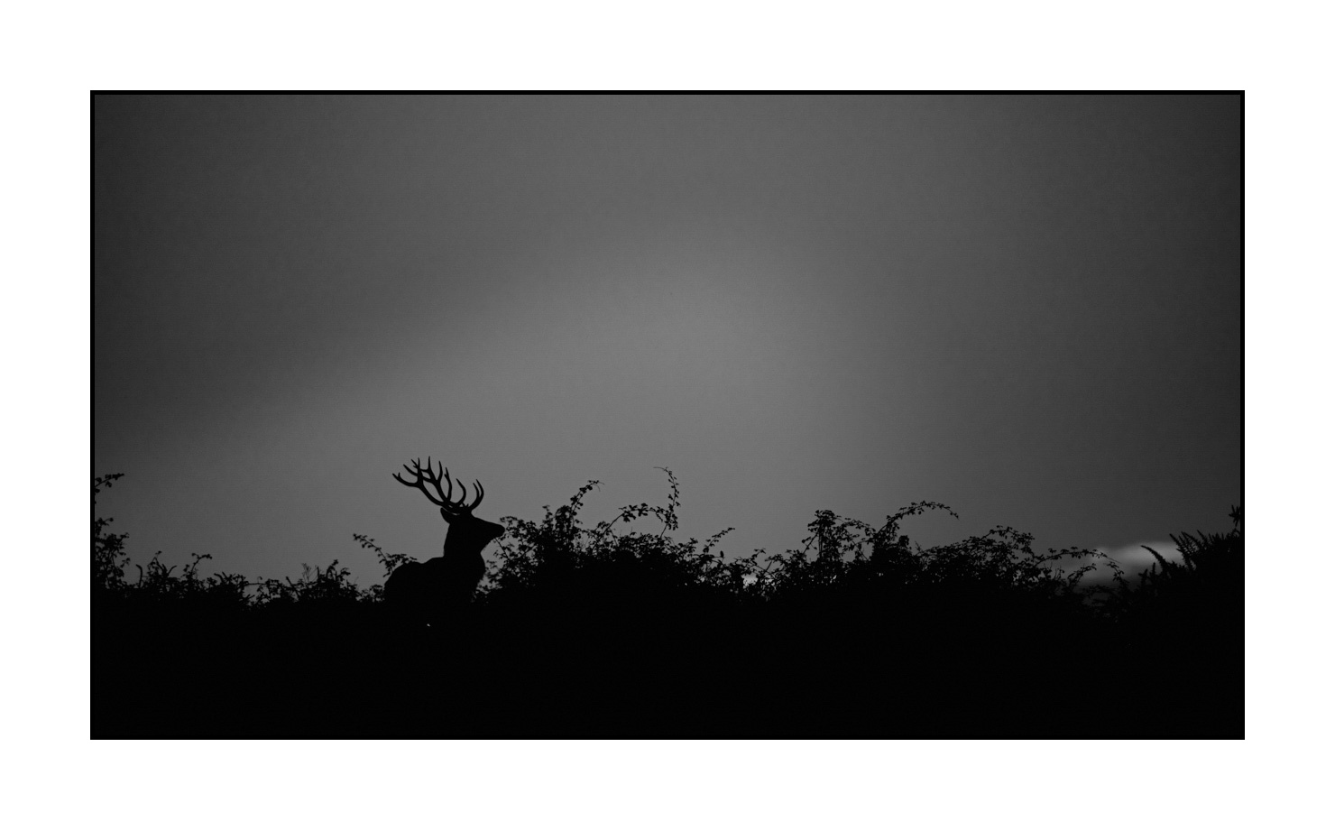 nuances-de-noirs-et-de-blancs/010-silhouettes-de-cerfs/en/10-silhouettes-of-deer-in-black-and-white-190920CHMBRA0634B