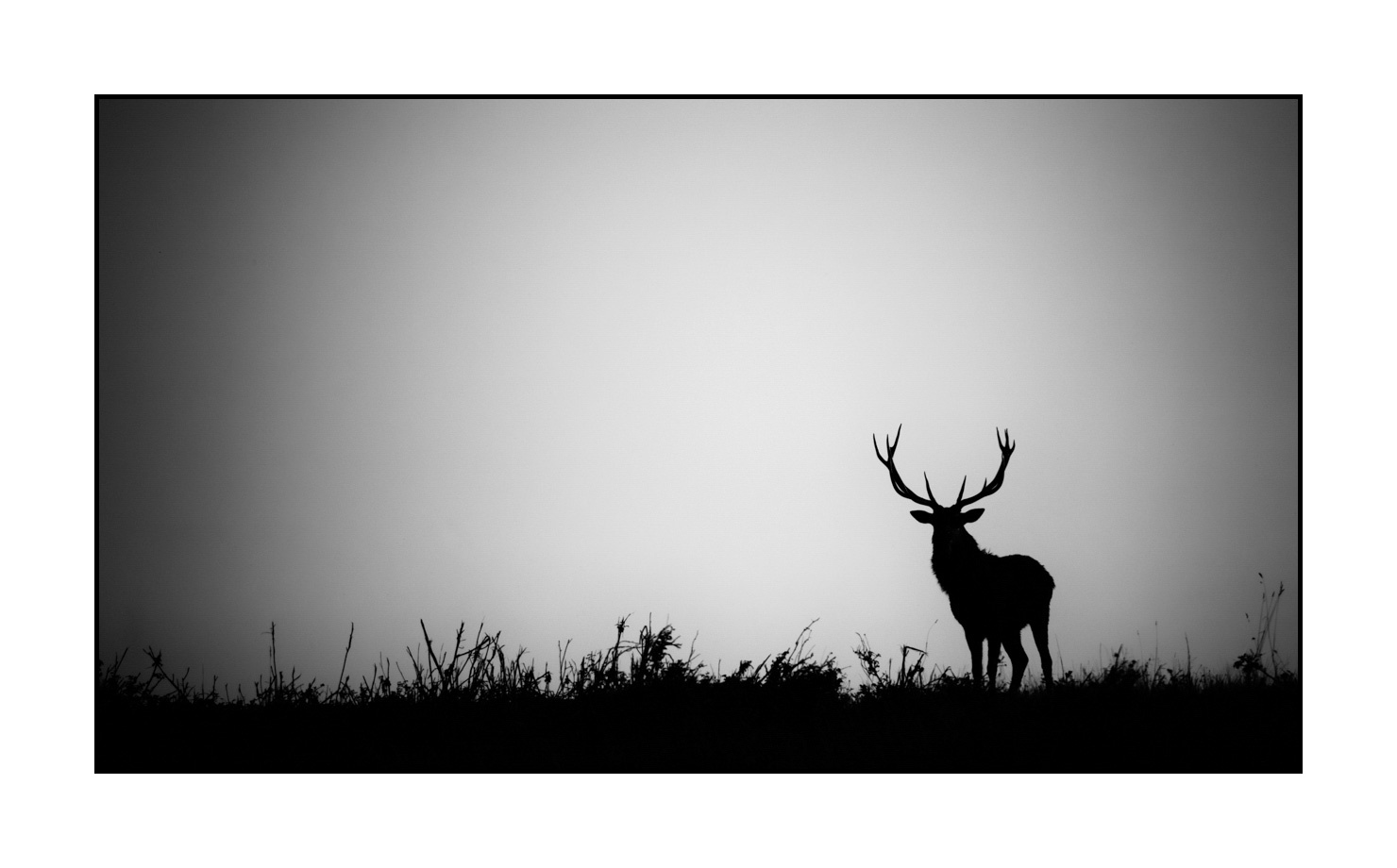 nuances-de-noirs-et-de-blancs/010-silhouettes-de-cerfs/en/15-silhouettes-of-deer-in-black-and-white-200928CHABRA0532B