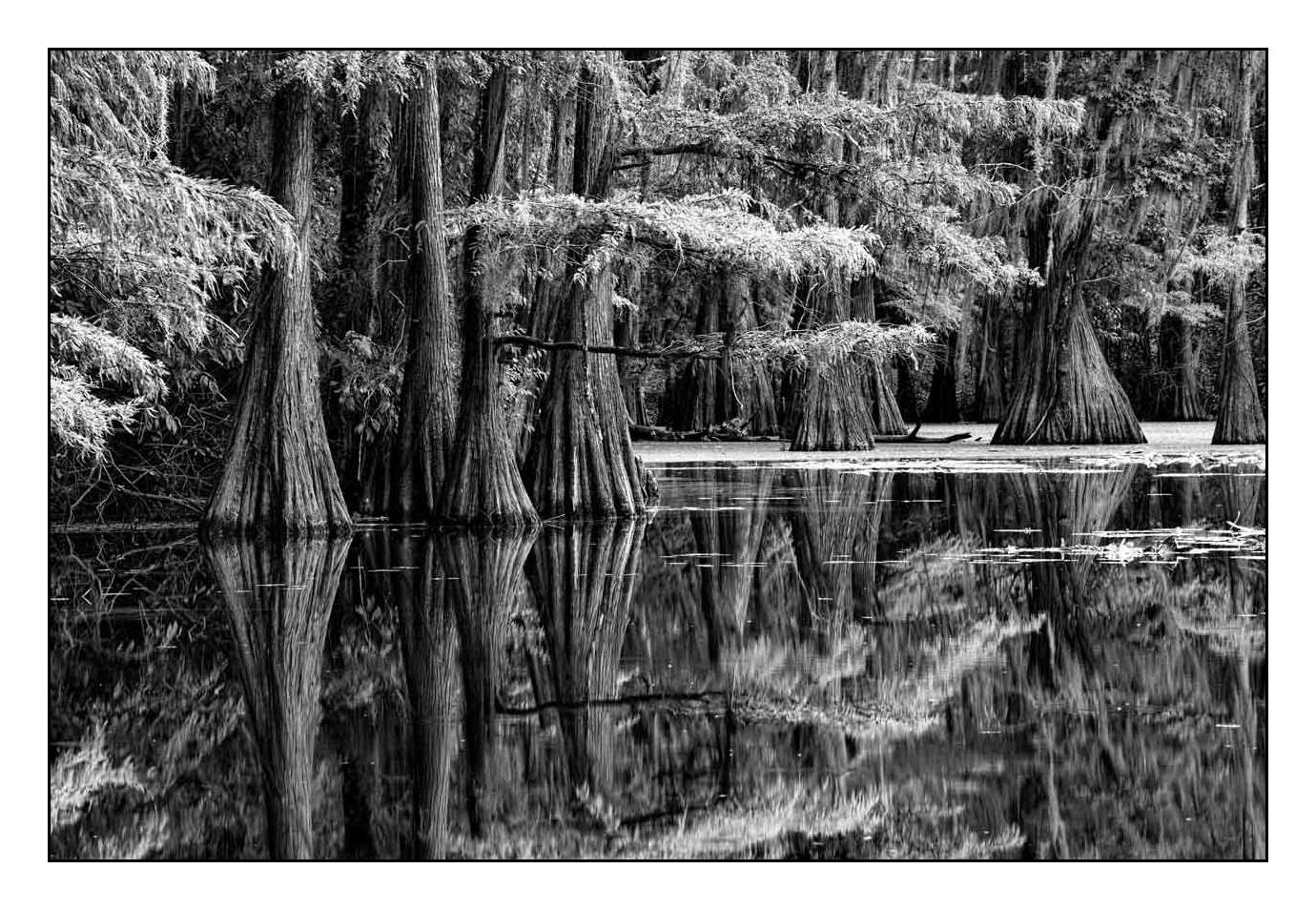 nuances-de-noirs-et-de-blancs/012-les-mysteres-de-caddo-lake-texas/en/10-170827CADLAK0091B