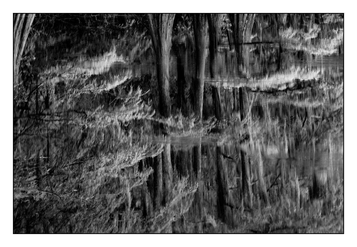 nuances-de-noirs-et-de-blancs/012-les-mysteres-de-caddo-lake-texas/en/11-170827CADLAK0092B