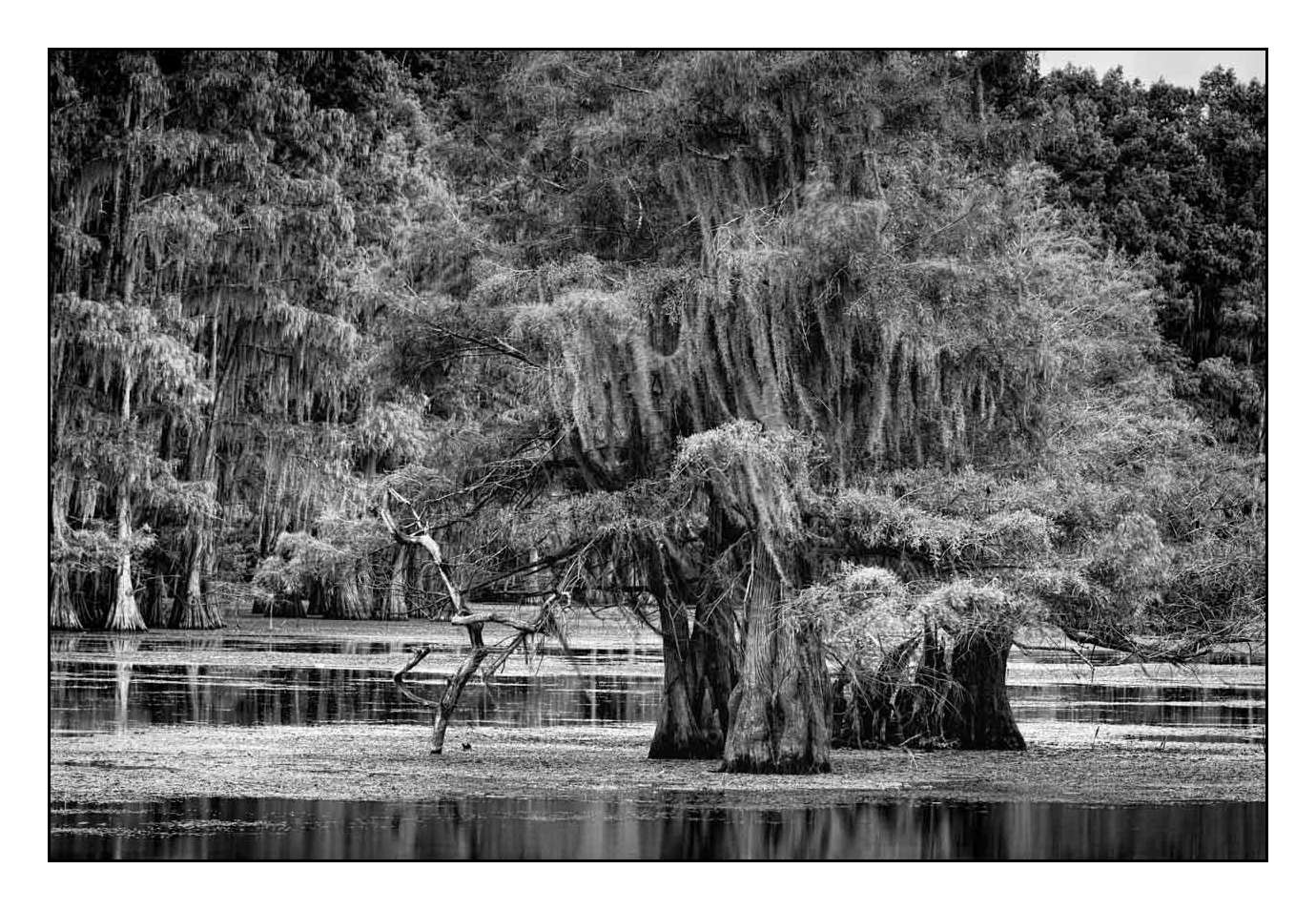 nuances-de-noirs-et-de-blancs/012-les-mysteres-de-caddo-lake-texas/en/15-170827CADLAK0110B