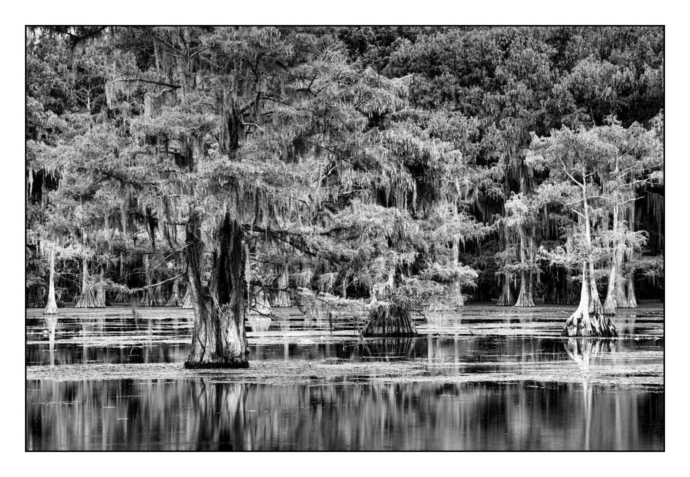 nuances-de-noirs-et-de-blancs/012-les-mysteres-de-caddo-lake-texas/en/17-170827CADLAK0116B