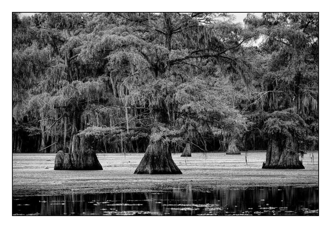 nuances-de-noirs-et-de-blancs/012-les-mysteres-de-caddo-lake-texas/en/19-170827CADLAK0185B