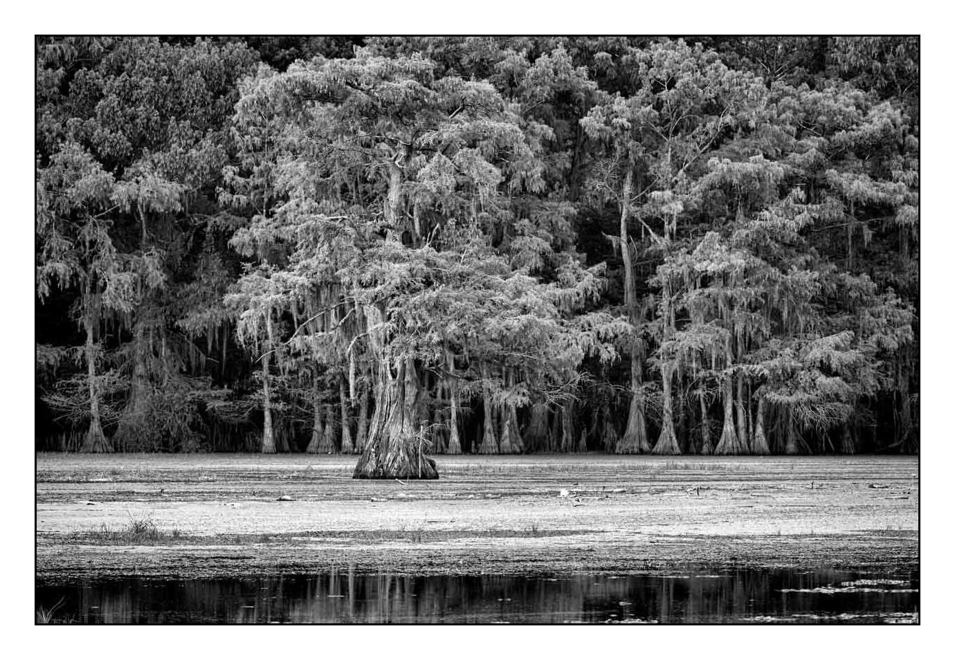 nuances-de-noirs-et-de-blancs/012-les-mysteres-de-caddo-lake-texas/en/22-170827CADLAK0205B