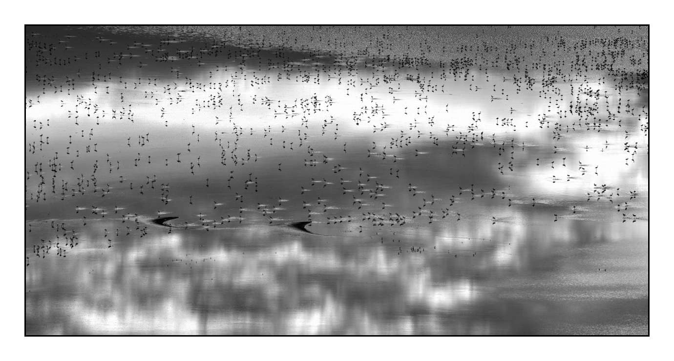 nuances-de-noirs-et-de-blancs/015-notes-de-musique-sur-l-eau/en/04-170910MAGANI0978B