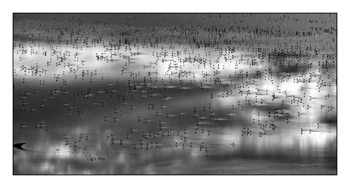 nuances-de-noirs-et-de-blancs/015-notes-de-musique-sur-l-eau/fr/06-170910MAGANI0986B