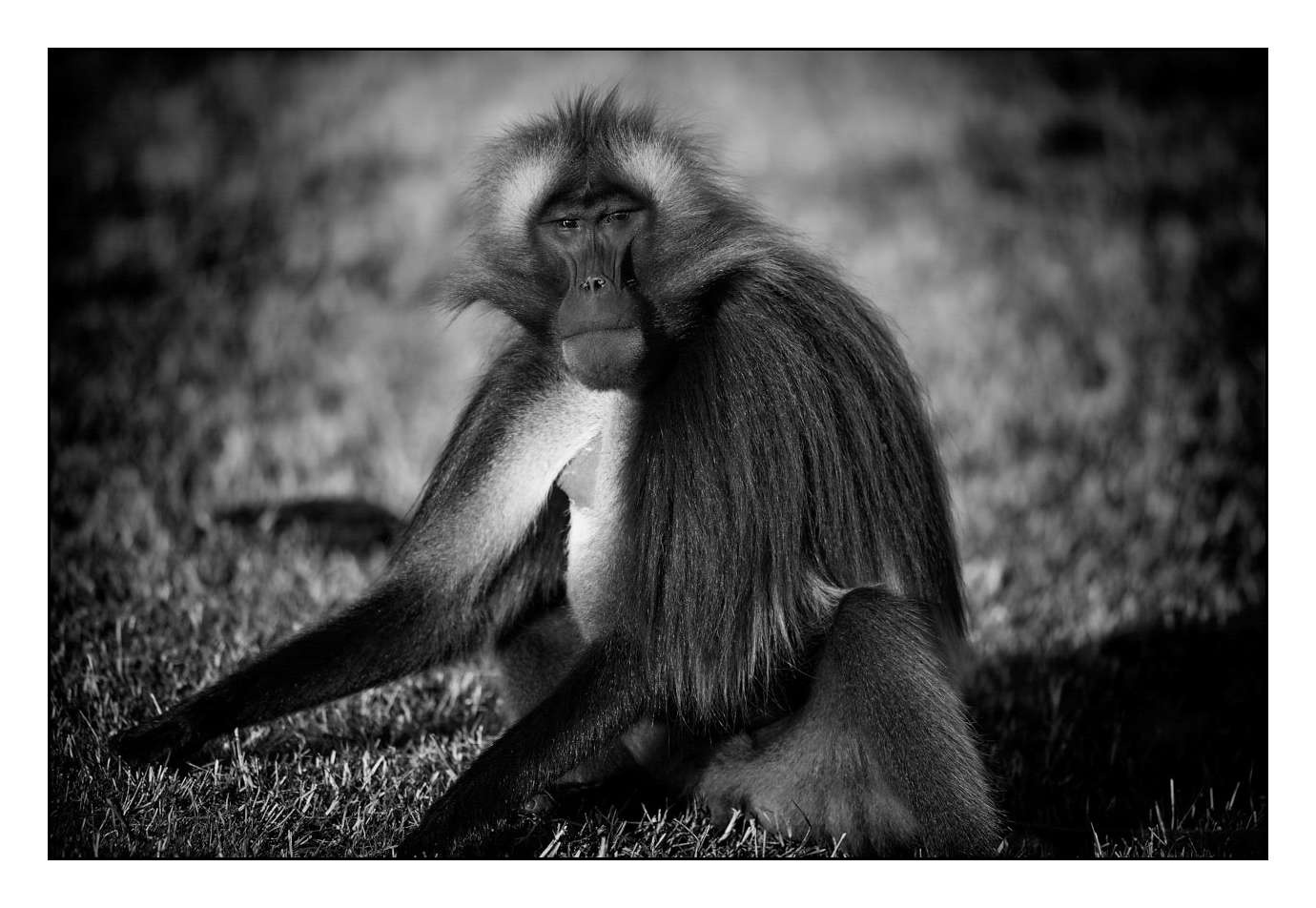 nuances-de-noirs-et-de-blancs/018-anthropomorphisme/en/09-160213ETHANI0102