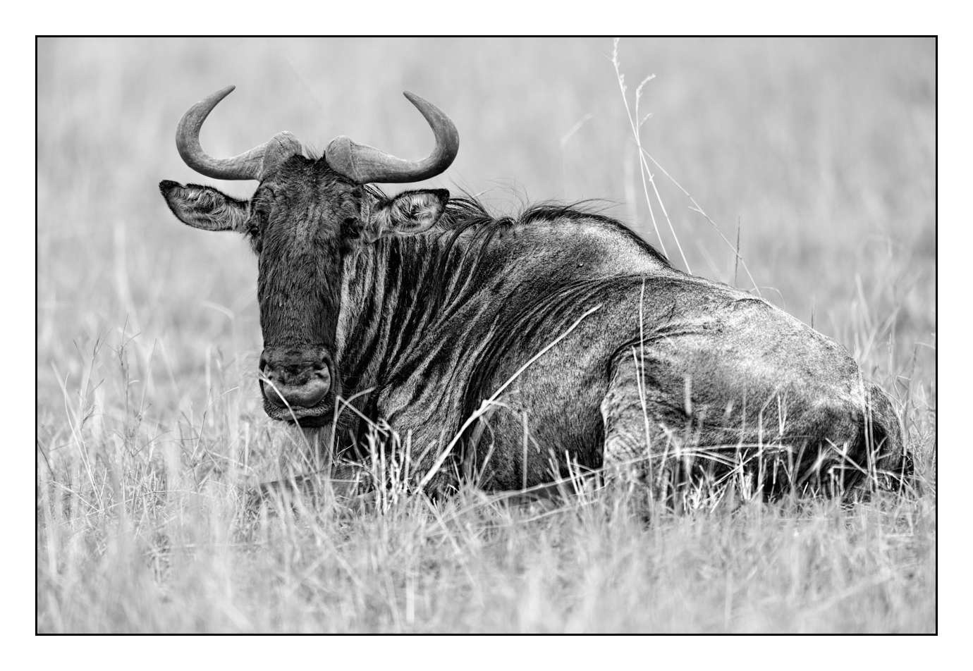 nuances-de-noirs-et-de-blancs/025-regards-d-afrique/en/40-170913MASANI3905B