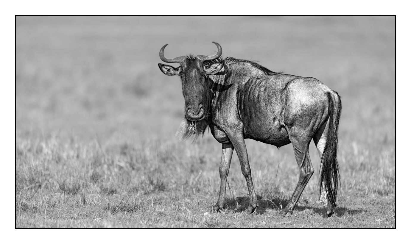 nuances-de-noirs-et-de-blancs/025-regards-d-afrique/en/41-170913MASANI4016B
