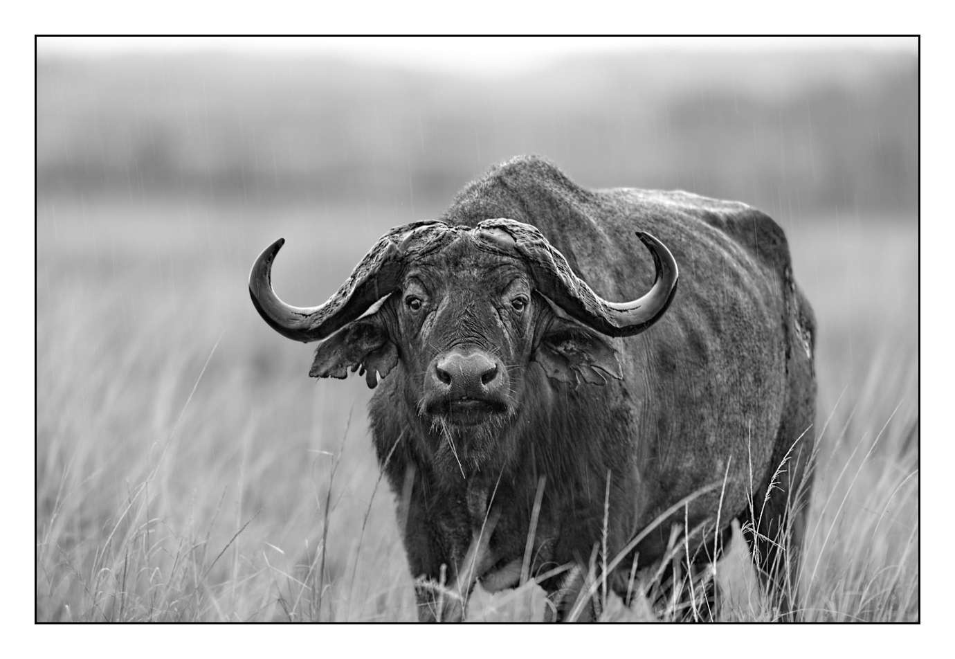 nuances-de-noirs-et-de-blancs/028-merveilles-animalieres-masai-mara/en/03-170913MASANI0711B
