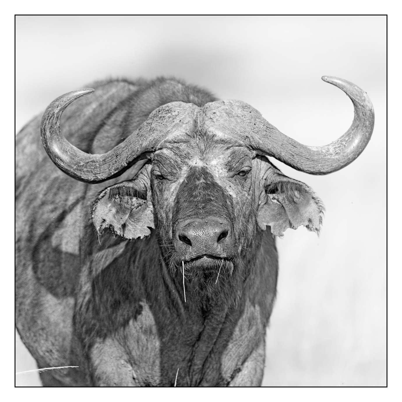 nuances-de-noirs-et-de-blancs/028-merveilles-animalieres-masai-mara/en/07-170913MASANI0547B