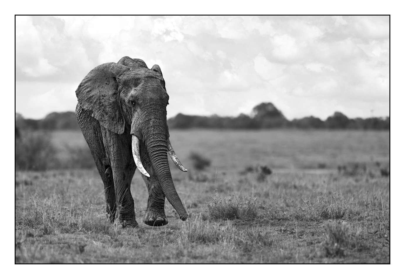 nuances-de-noirs-et-de-blancs/028-merveilles-animalieres-masai-mara/en/14-170913MASANI2153B