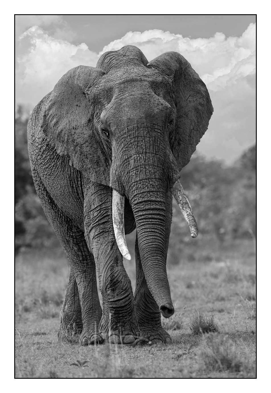 nuances-de-noirs-et-de-blancs/028-merveilles-animalieres-masai-mara/en/16-170913MASANI2429B