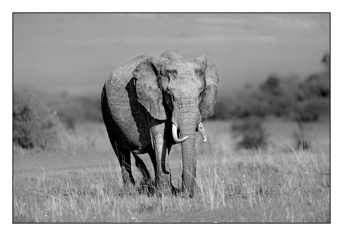 nuances-de-noirs-et-de-blancs/028-merveilles-animalieres-masai-mara/en/17-170913MASANI2495B