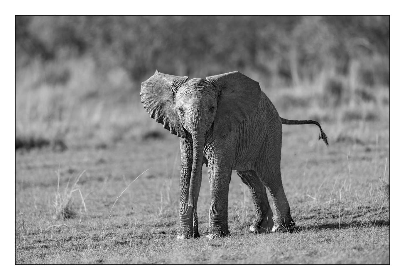 nuances-de-noirs-et-de-blancs/028-merveilles-animalieres-masai-mara/en/20-170913MASANI2992B