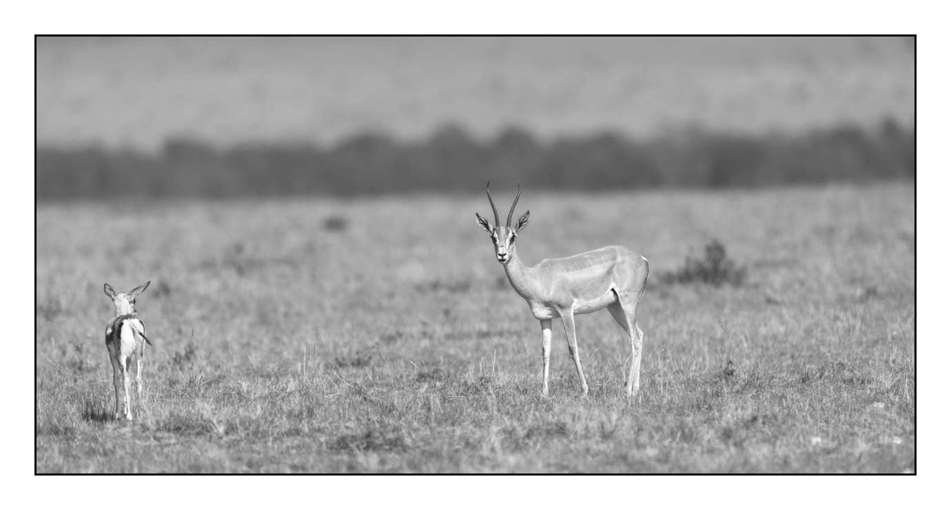 nuances-de-noirs-et-de-blancs/028-merveilles-animalieres-masai-mara/en/24-170913MASANI3503B