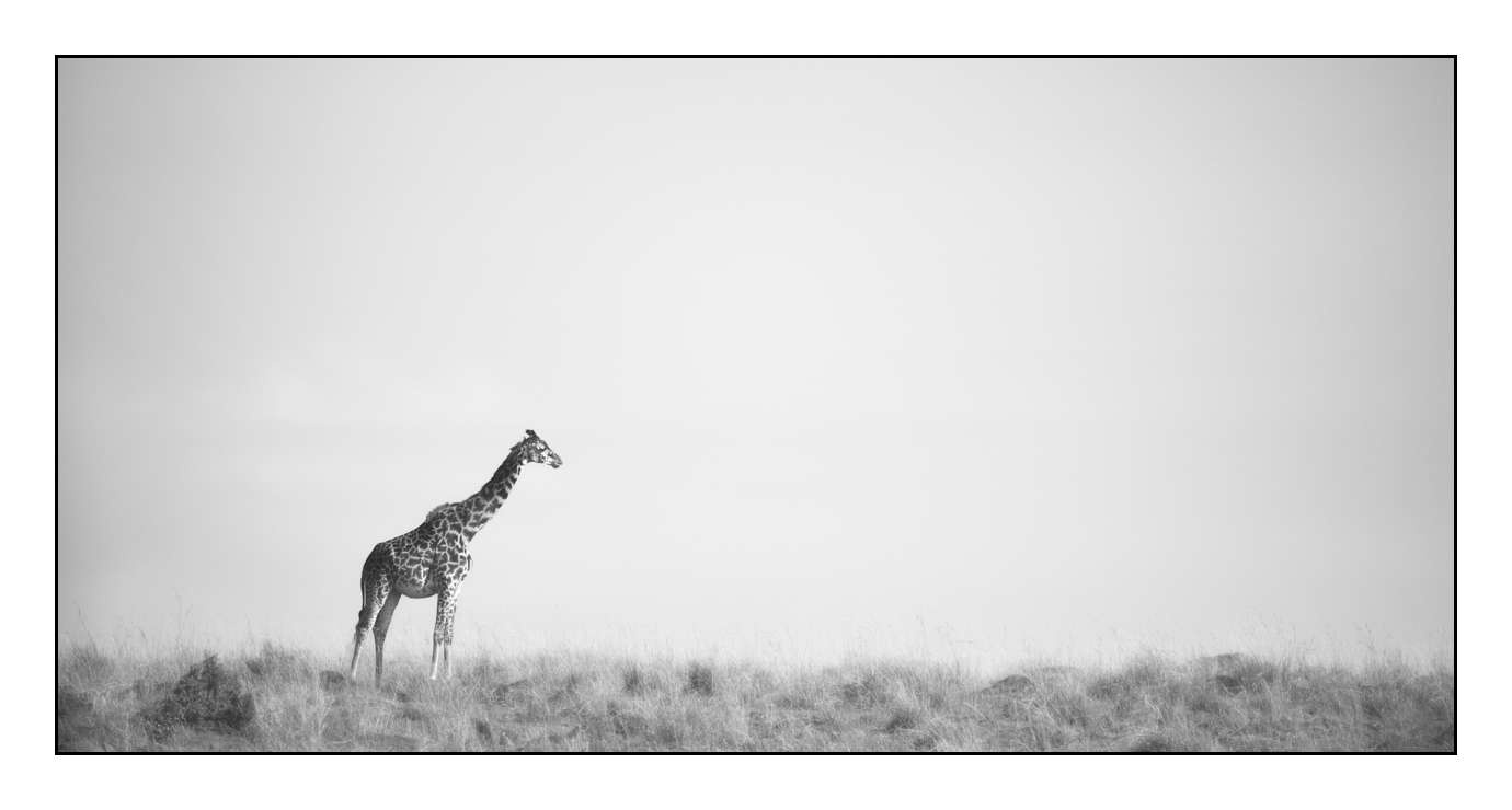 nuances-de-noirs-et-de-blancs/028-merveilles-animalieres-masai-mara/en/28-170913MASANI3818B