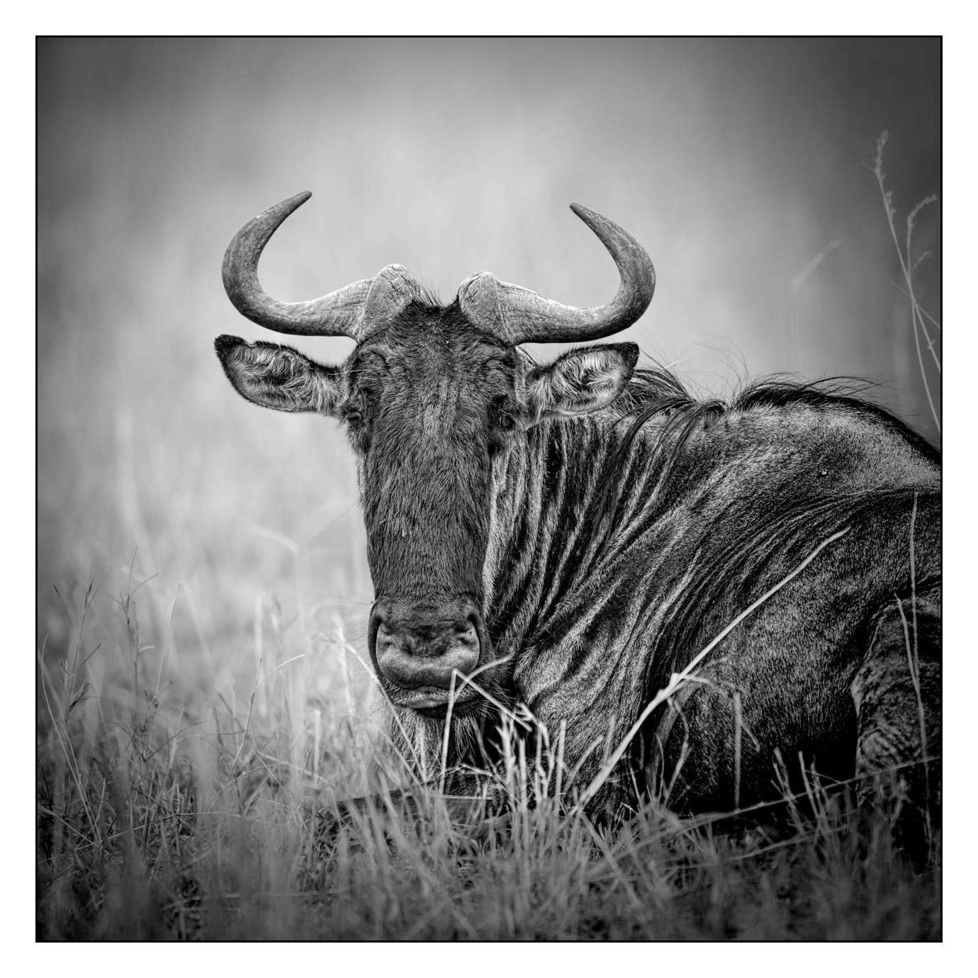 nuances-de-noirs-et-de-blancs/028-merveilles-animalieres-masai-mara/en/30-170913MASANI3910B