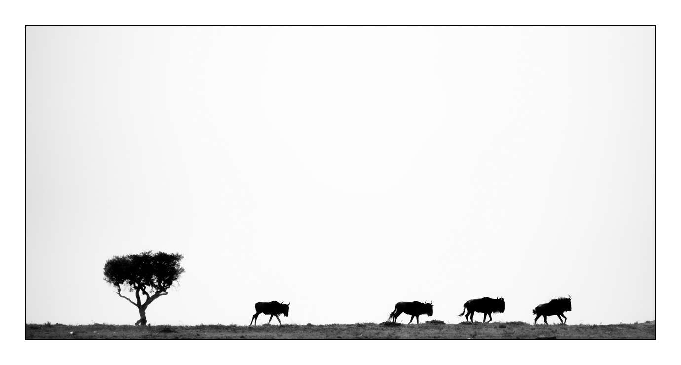 nuances-de-noirs-et-de-blancs/028-merveilles-animalieres-masai-mara/en/32-170913MASANI4086B