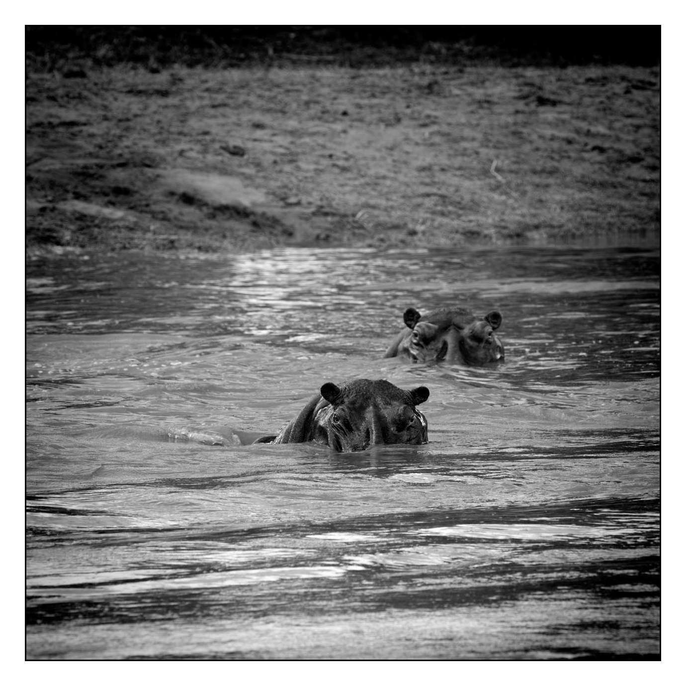 nuances-de-noirs-et-de-blancs/028-merveilles-animalieres-masai-mara/en/37-170913MASANI4525B