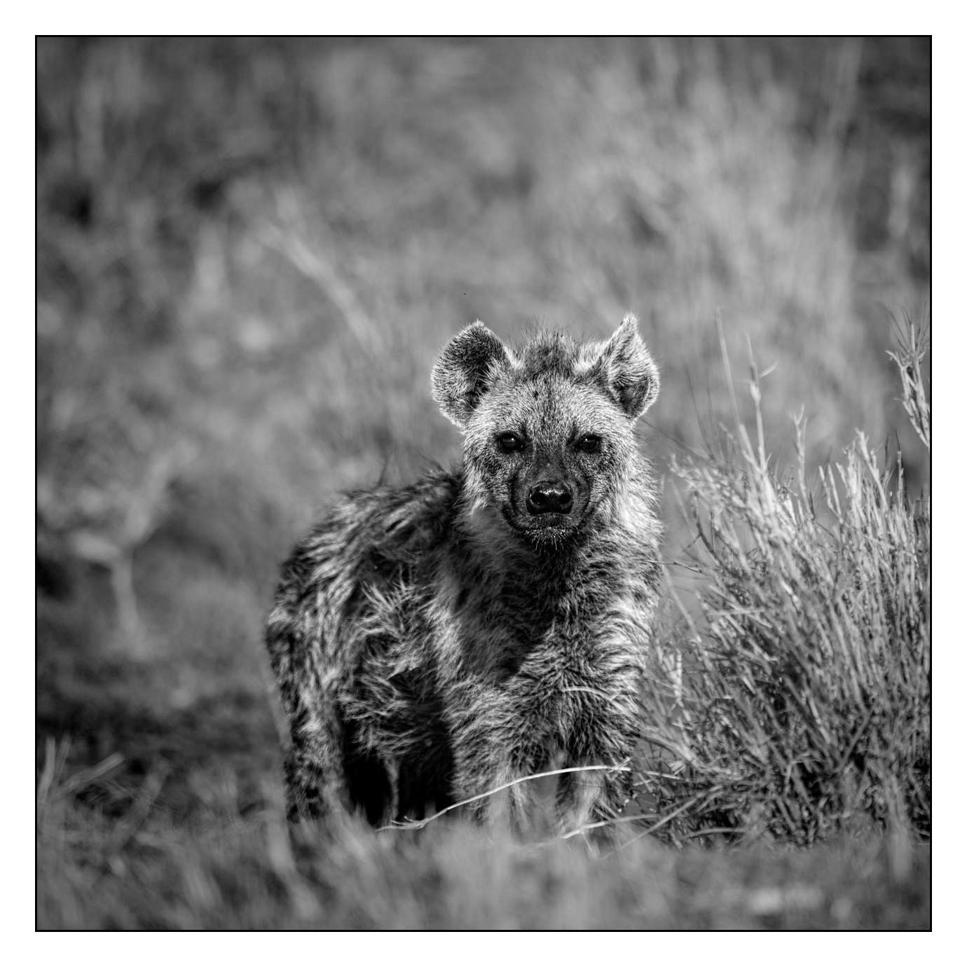 nuances-de-noirs-et-de-blancs/028-merveilles-animalieres-masai-mara/en/38-170913MASANI4678B