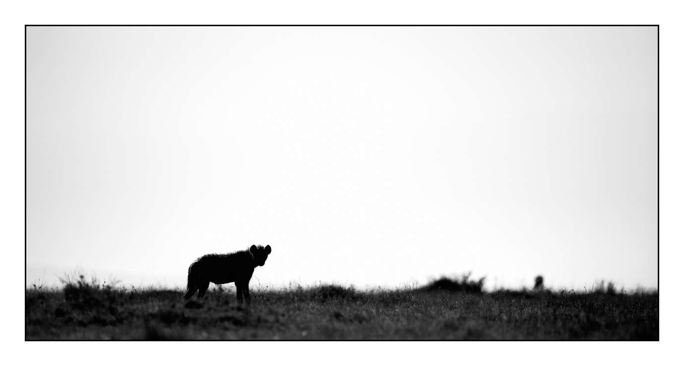 nuances-de-noirs-et-de-blancs/028-merveilles-animalieres-masai-mara/en/39-170913MASANI4820B