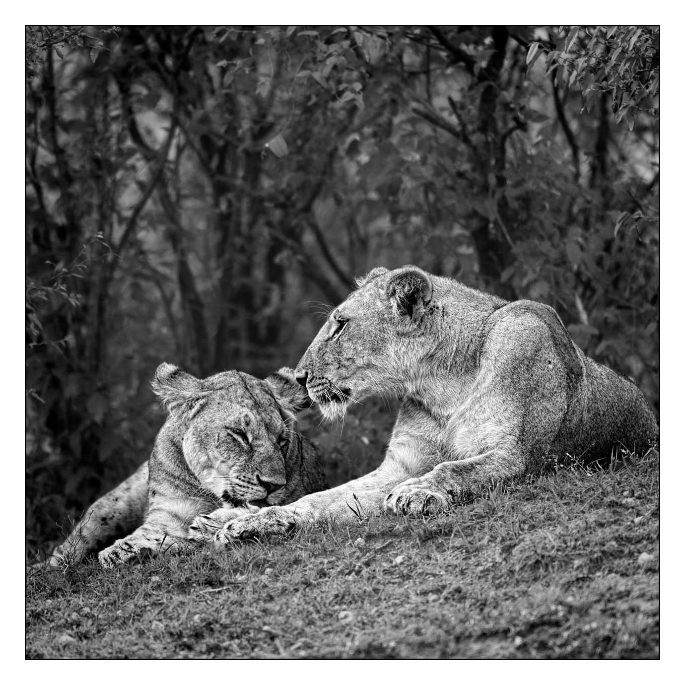 nuances-de-noirs-et-de-blancs/028-merveilles-animalieres-masai-mara/en/46-170913MASANI5242B
