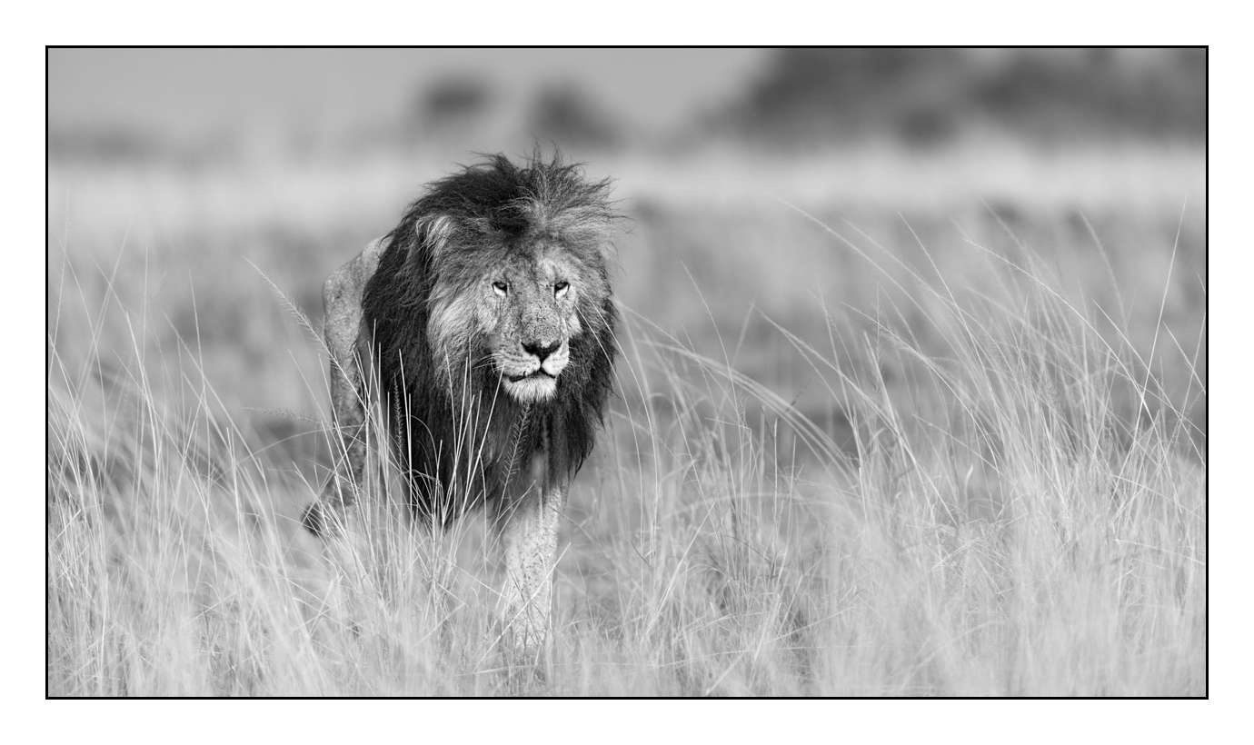 nuances-de-noirs-et-de-blancs/028-merveilles-animalieres-masai-mara/en/49-170913MASANI5926B
