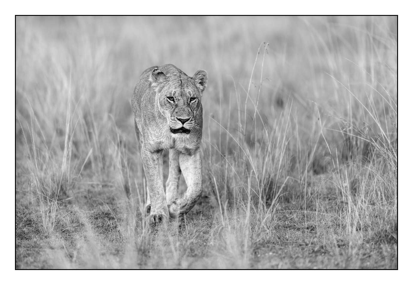 nuances-de-noirs-et-de-blancs/028-merveilles-animalieres-masai-mara/en/50-170913MASANI6214B