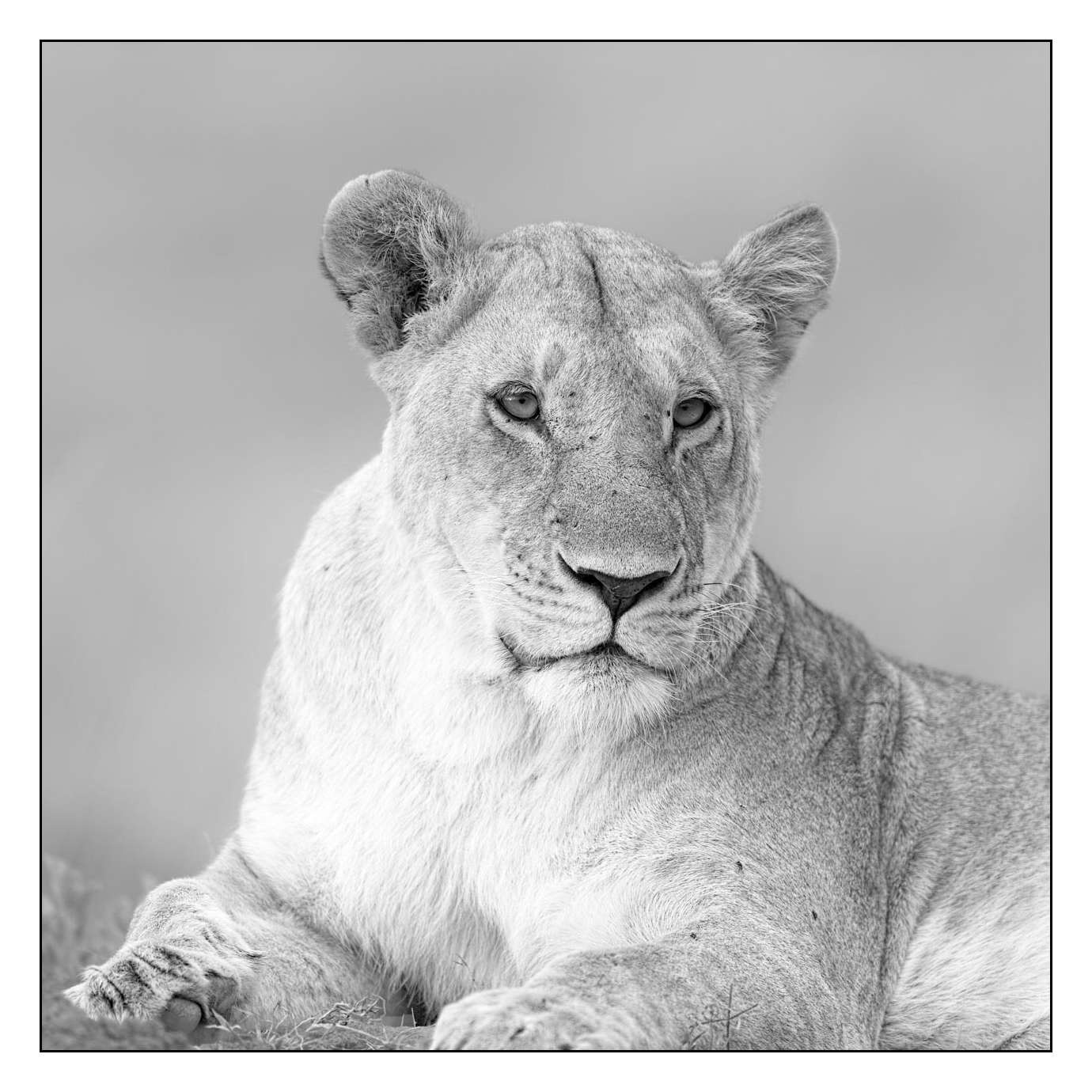 nuances-de-noirs-et-de-blancs/028-merveilles-animalieres-masai-mara/en/54-170913MASANI6974B