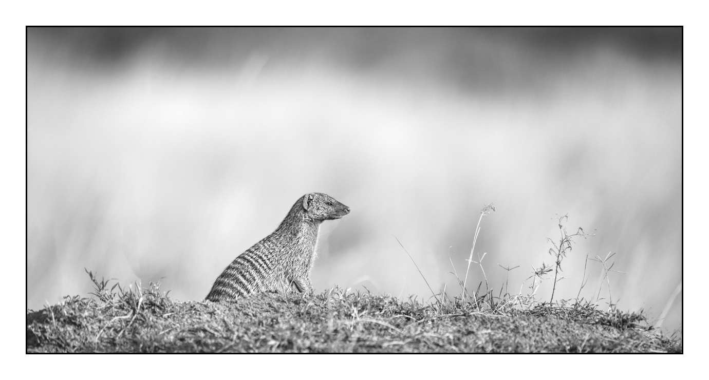 nuances-de-noirs-et-de-blancs/028-merveilles-animalieres-masai-mara/en/60-170913MASANI7819B