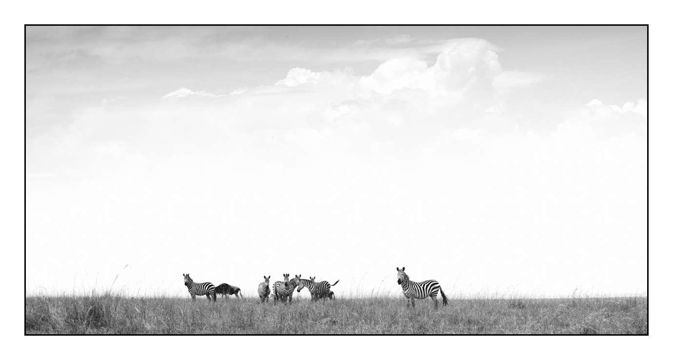 nuances-de-noirs-et-de-blancs/028-merveilles-animalieres-masai-mara/en/67-170913MASANI8794B