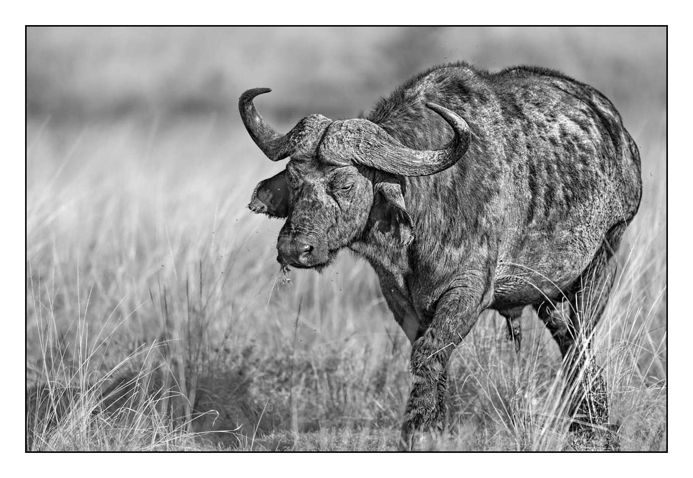 nuances-de-noirs-et-de-blancs/028-merveilles-animalieres-masai-mara/fr/05-170913MASANI0418B