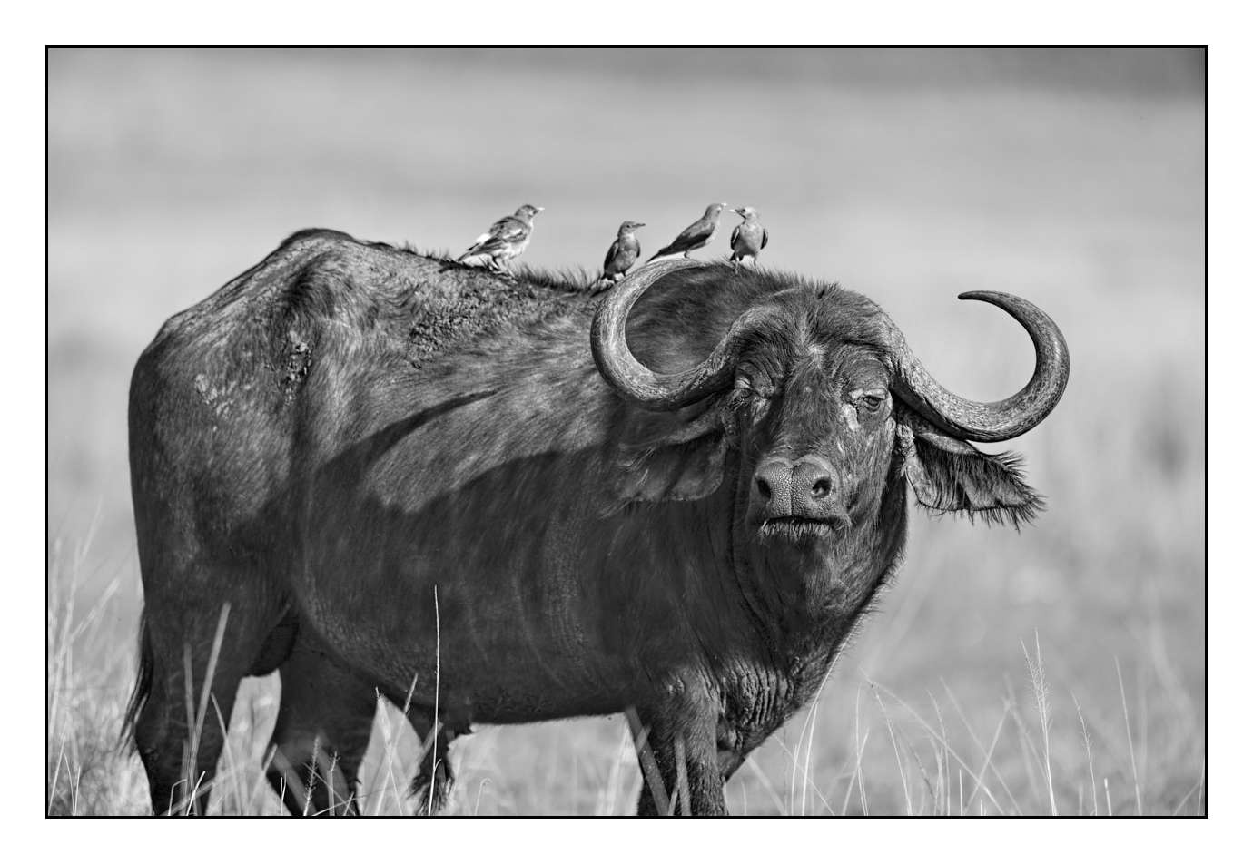 nuances-de-noirs-et-de-blancs/028-merveilles-animalieres-masai-mara/fr/08-170913MASANI0626B