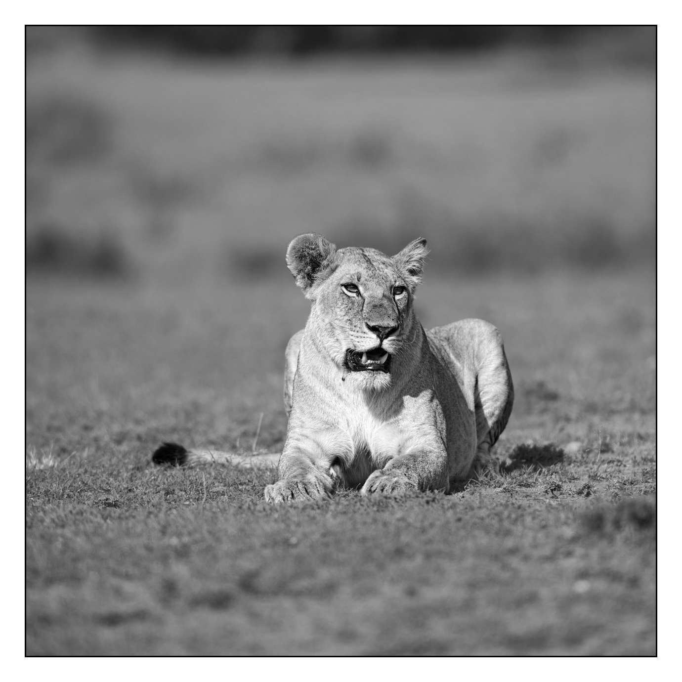 nuances-de-noirs-et-de-blancs/028-merveilles-animalieres-masai-mara/fr/43-170913MASANI5154B