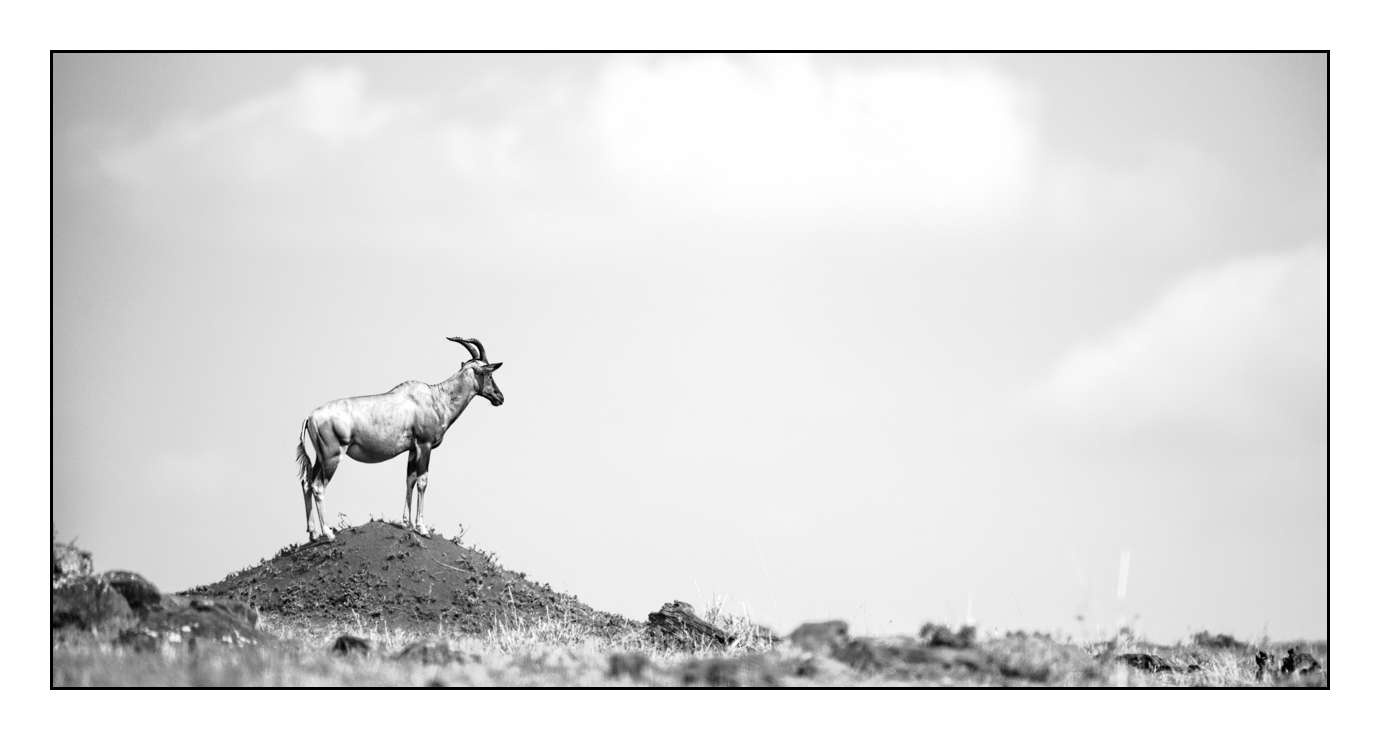 nuances-de-noirs-et-de-blancs/028-merveilles-animalieres-masai-mara/fr/63-170913MASANI8347B