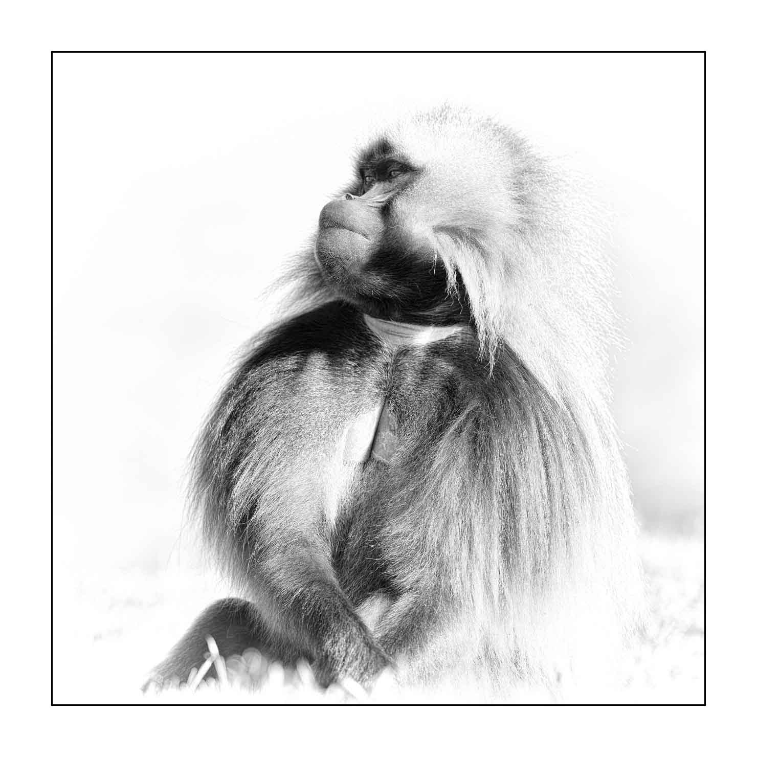 nuances-de-noirs-et-de-blancs/032-portraits-de-geladas/en/07-gelada-in-ethiopia-in-black-and-white-20181111ETHGEL0287B