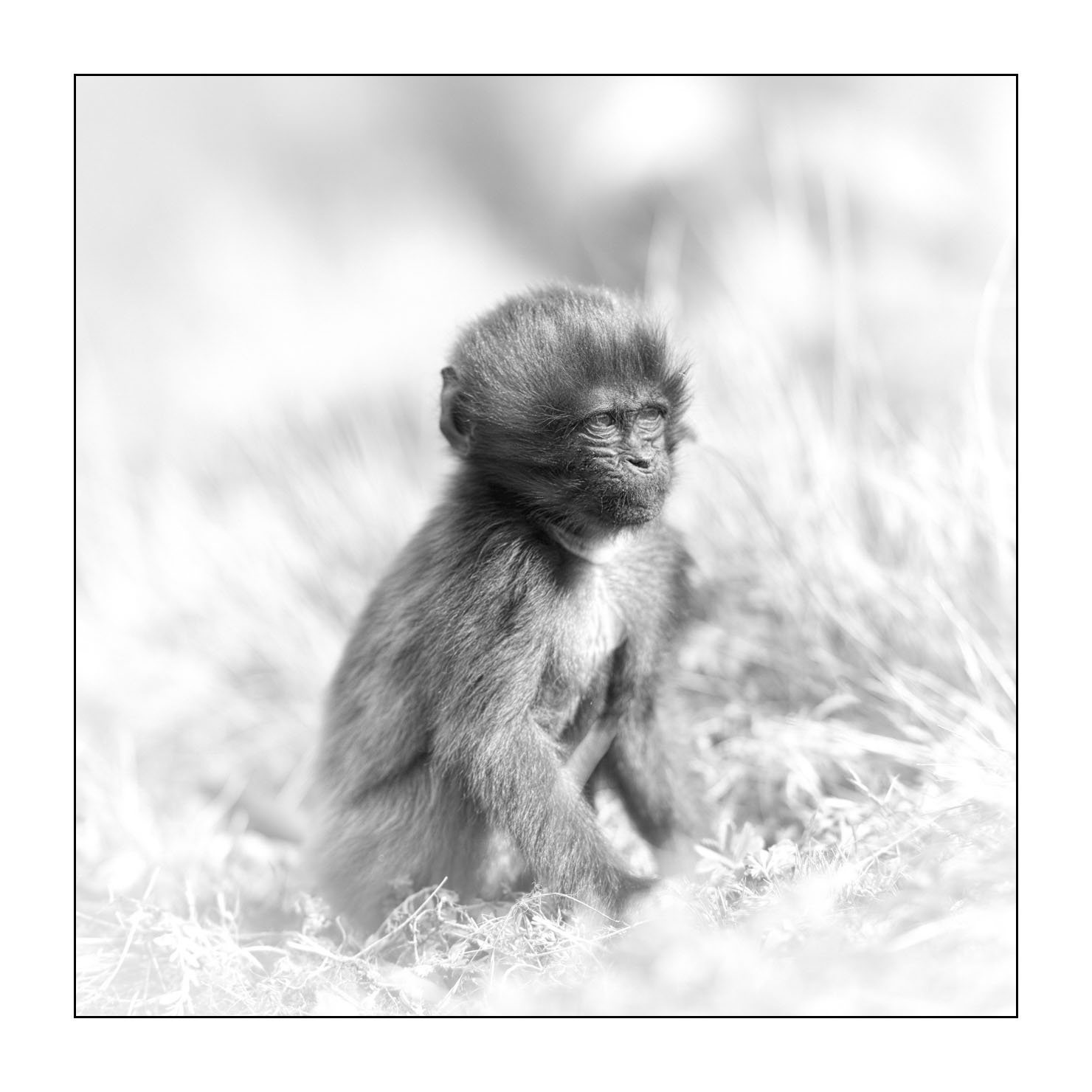 nuances-de-noirs-et-de-blancs/032-portraits-de-geladas/en/13-gelada-in-ethiopia-in-black-and-white-20181111ETHGEL0029B
